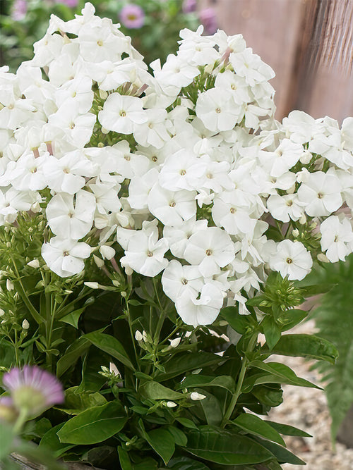 Phlox Pina Colada Bare Roots for EU shipping