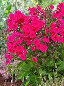 Phlox Red Riding Hood