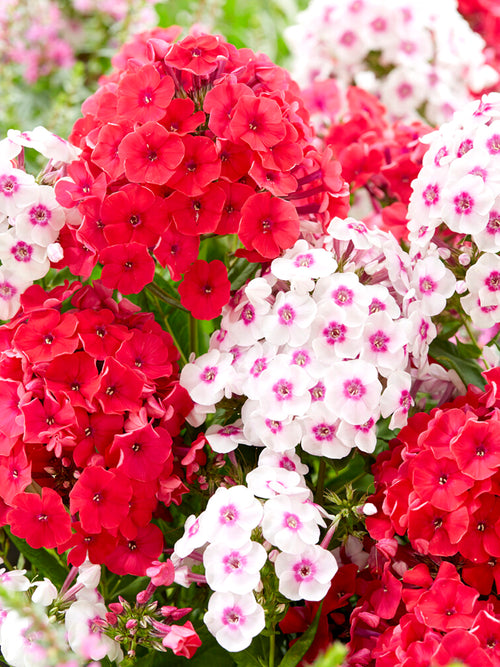 Buy Bare Root Phlox - Phlox Strawberry Cake Collection