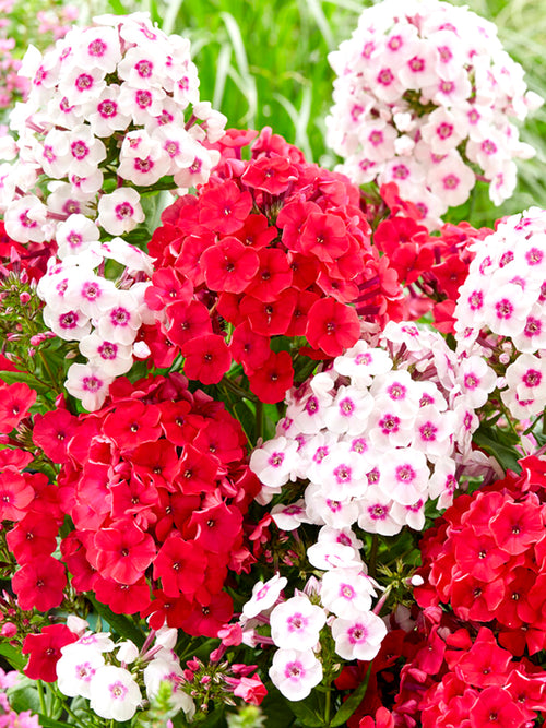 Mixed Red, Pink & White Phlox Bare Roots - Phlox Strawberry Cake Collection