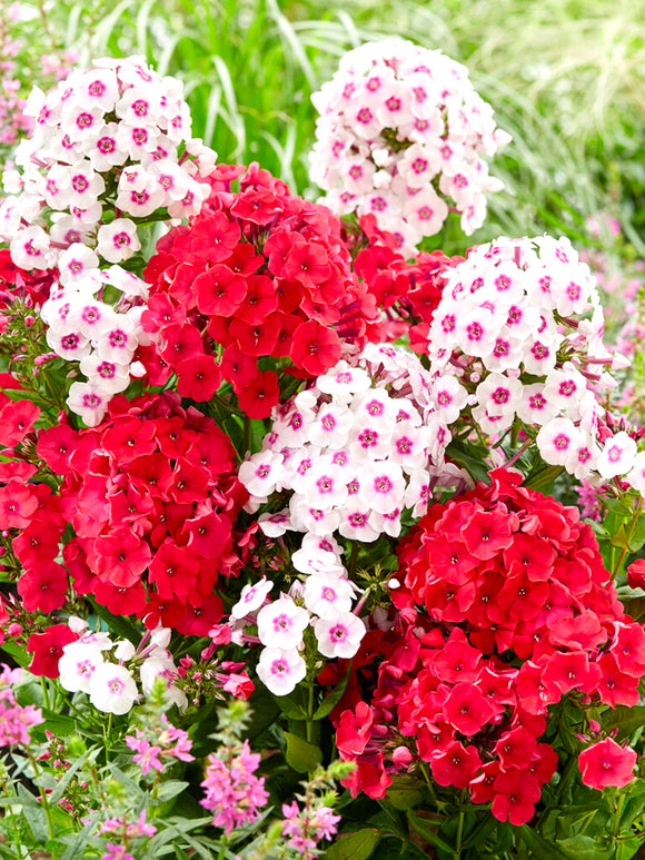 Phlox Strawberry Cake Collection - Phlox Bare Roots for Spring Planting