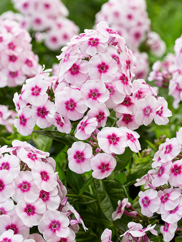 Phlox Younique Trendy bare roots for spring planting 