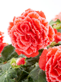 Begonia Picotee Lace Red