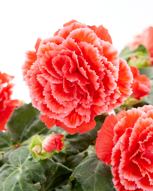 Picotee Lace Red Begonias bulbs EU shipping in the spring