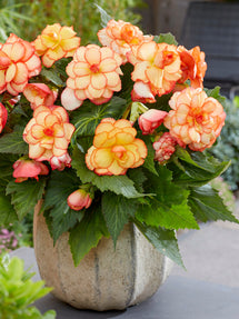 Begonia Picotee Sunburst