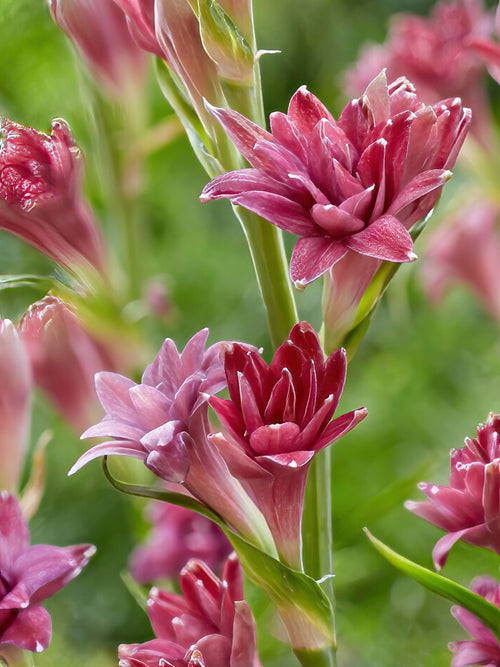 Tuberose NCYU LOVE (Polianthes) Bare Roots