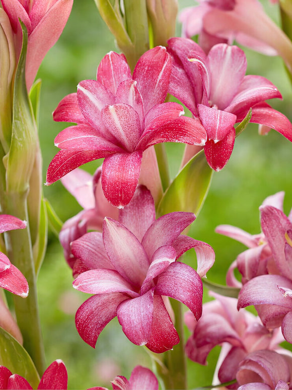 Tuberose NCYU CHERRY (Polianthes) Bulbs