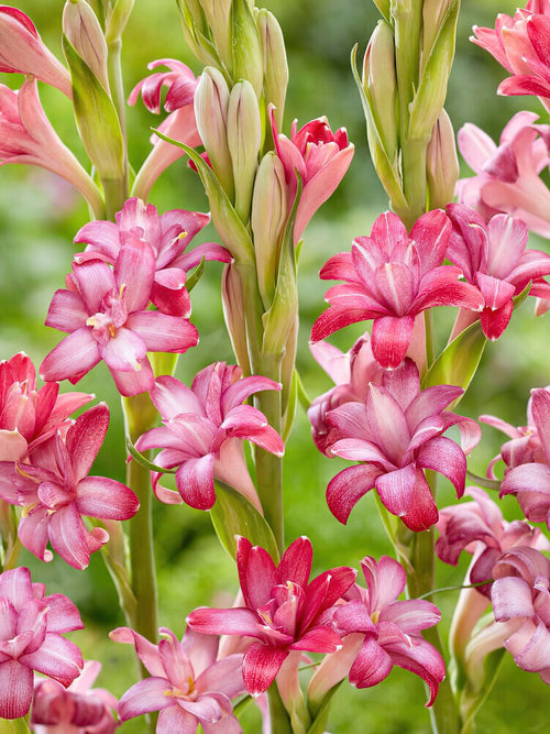 Tuberose NCYU CHERRY (Polianthes)