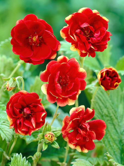 Potentilla Arc en Ciel (Cinquefoil) bare roots for spring planting