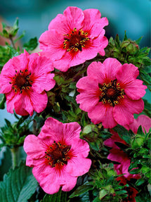 Potentilla Miss Willmott (Cinquefoil)