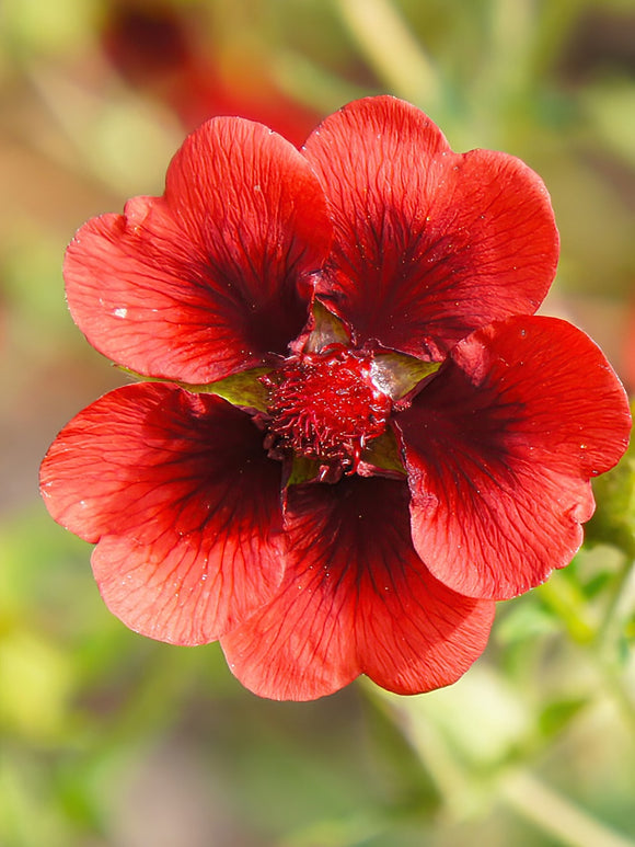 Buy Potentilla Monarch Velvet (Cinquefoil) Bare Roots