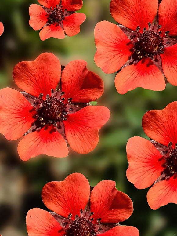 Potentilla Monarch Velvet (Cinquefoil) EU delivery in the spring