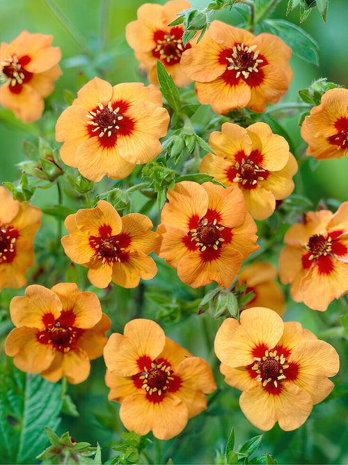 Potentilla Tonguei (Cinquefoil) bare roots