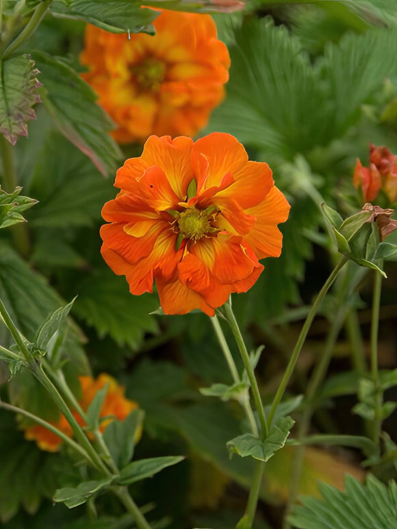 Potentilla William Rollison (Cinquefoil) bare roots for spring planting 