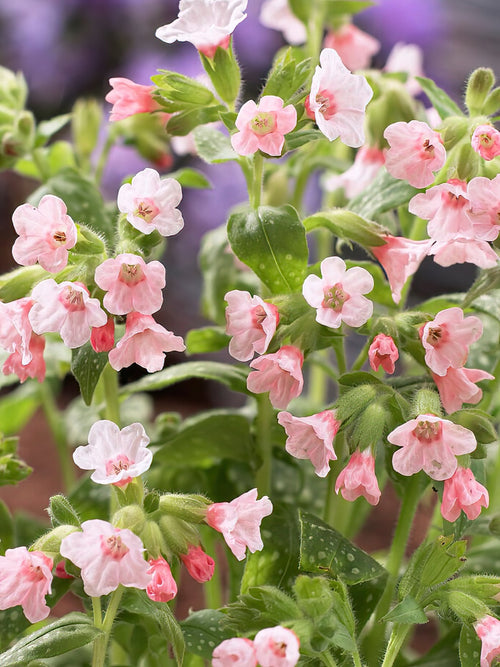 Pulmonaria Piere's Pure Pink (Lungwort) bare roots for spring planting