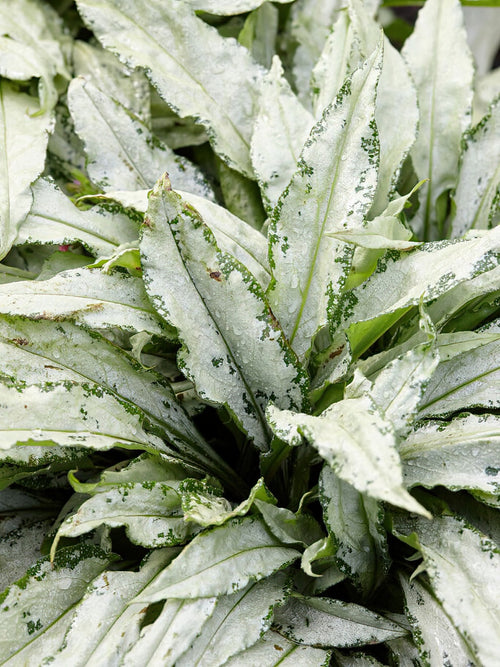 Pulmonaria Silver Bouquet (Lungwort) bare roots