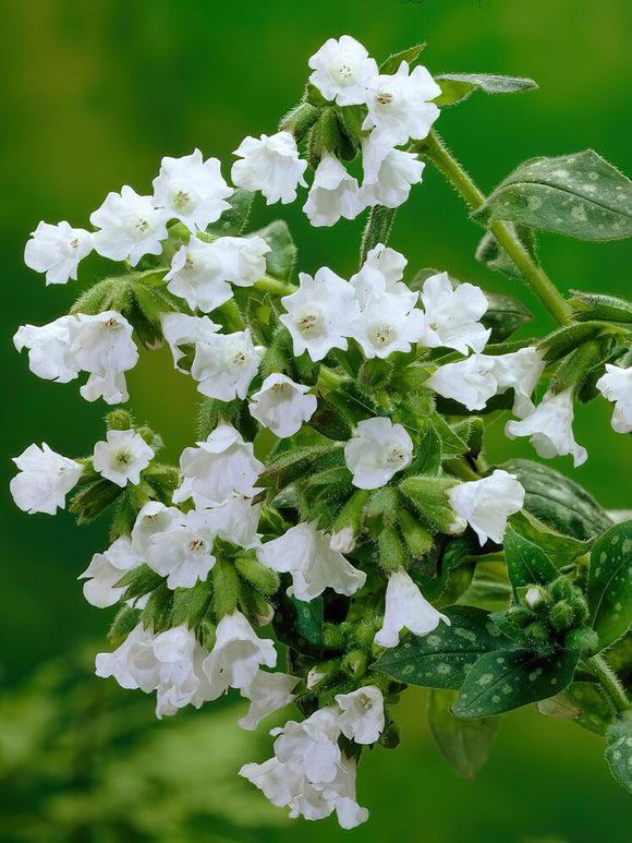 Pulmonaria Sissinghurst White (Lungwort) bare roots from Holland