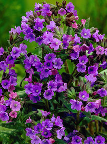 Pulmonaria Smokey Blue (Lungwort)