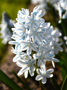 Puschkinia Libanotica (Striped Squill)