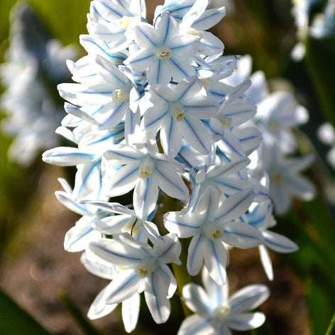 Puschkinia (Striped Squill) Striped Squill Bulbs