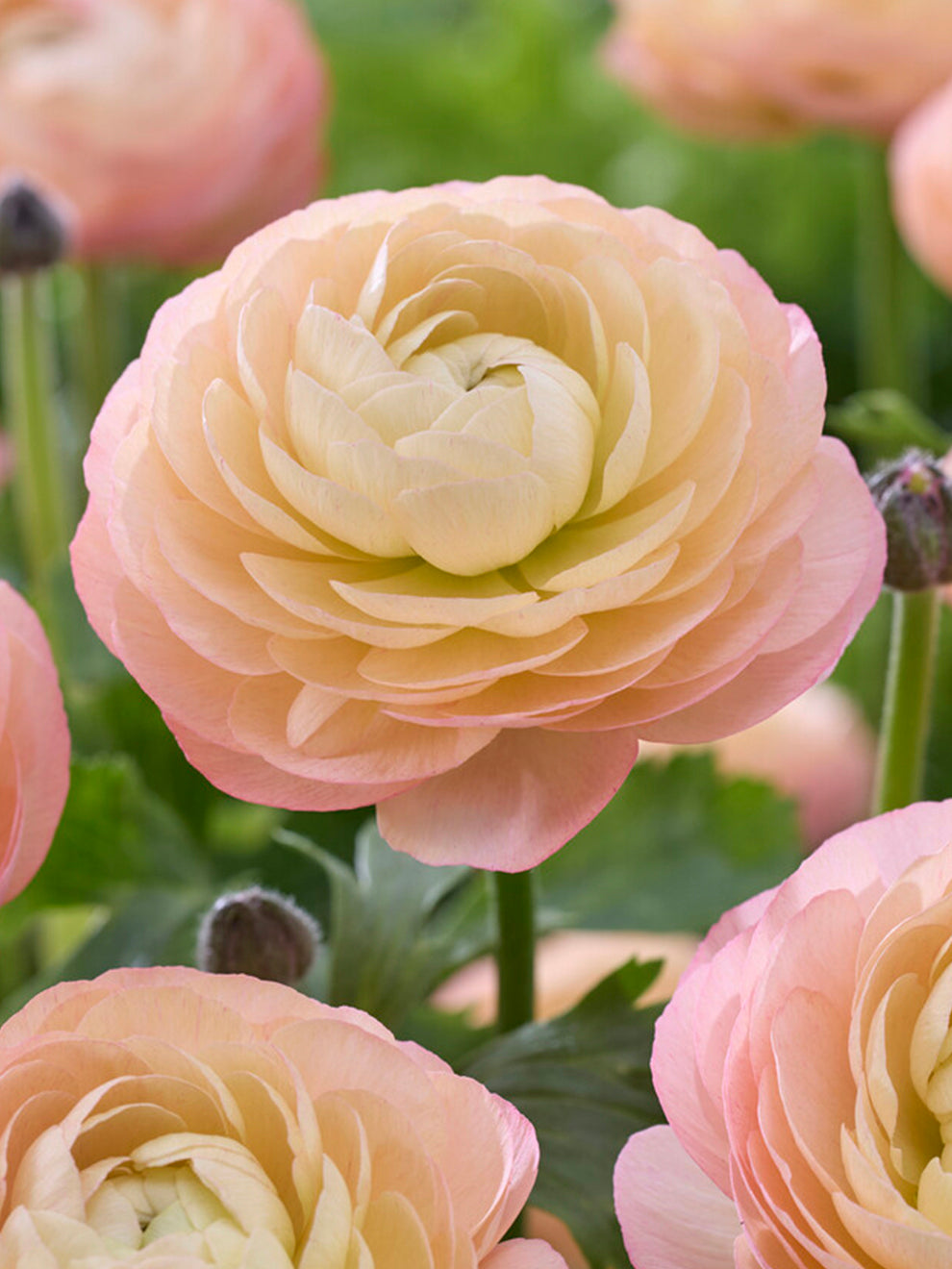 Buy Ranunculus corms and bulbs 'Amandine Pastel Pink' | DutchGrown™