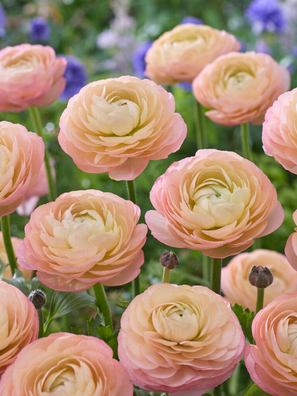 Buy Ranunculus corms and bulbs 'Amandine Pastel Pink' | DutchGrown™