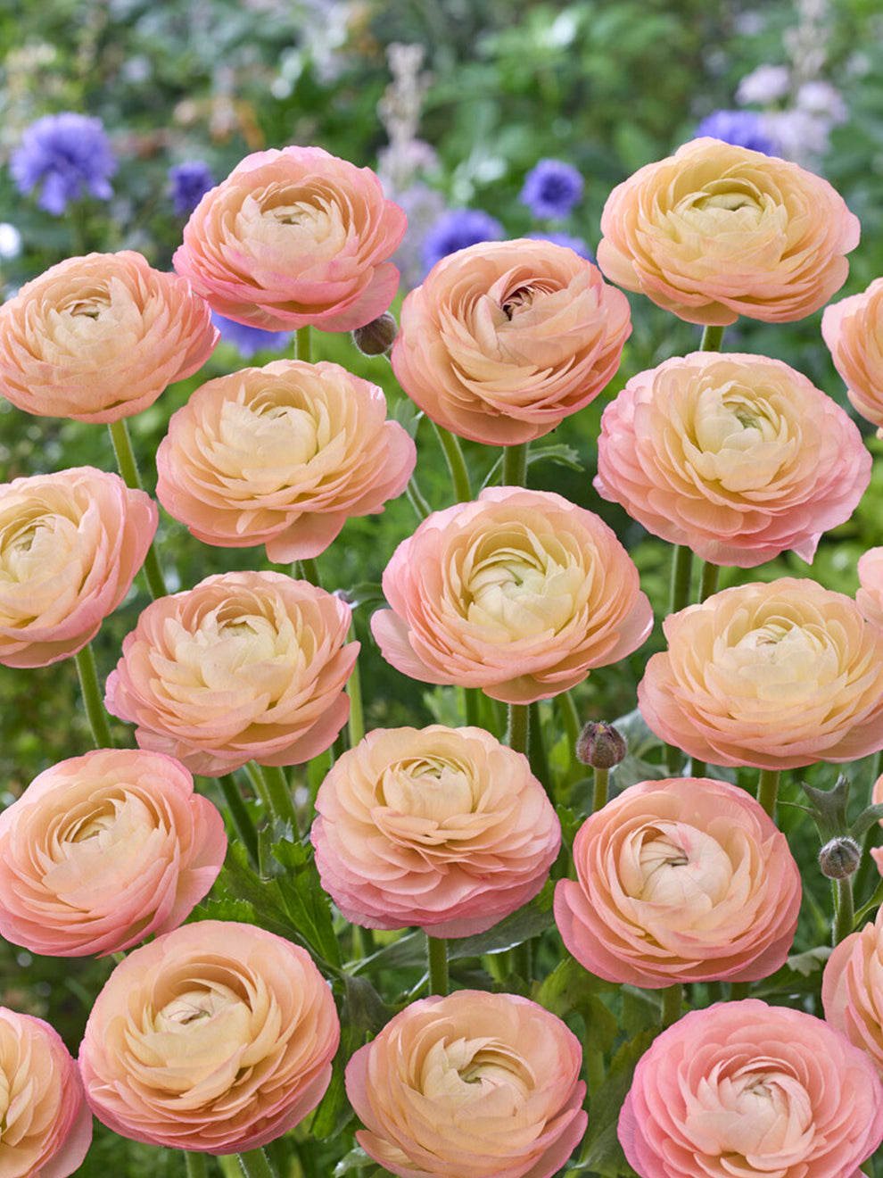 Ranunculus Amandine Pastel Pink Corms | Soft Blooms | DutchGrown™