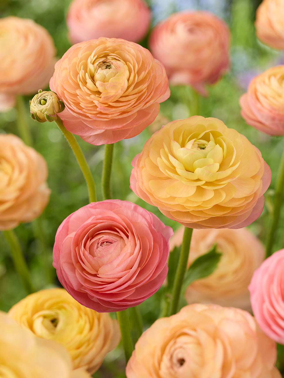 Peach Raunculus Ranunculus Amandine Peach Salmon | DutchGrown™ Europe