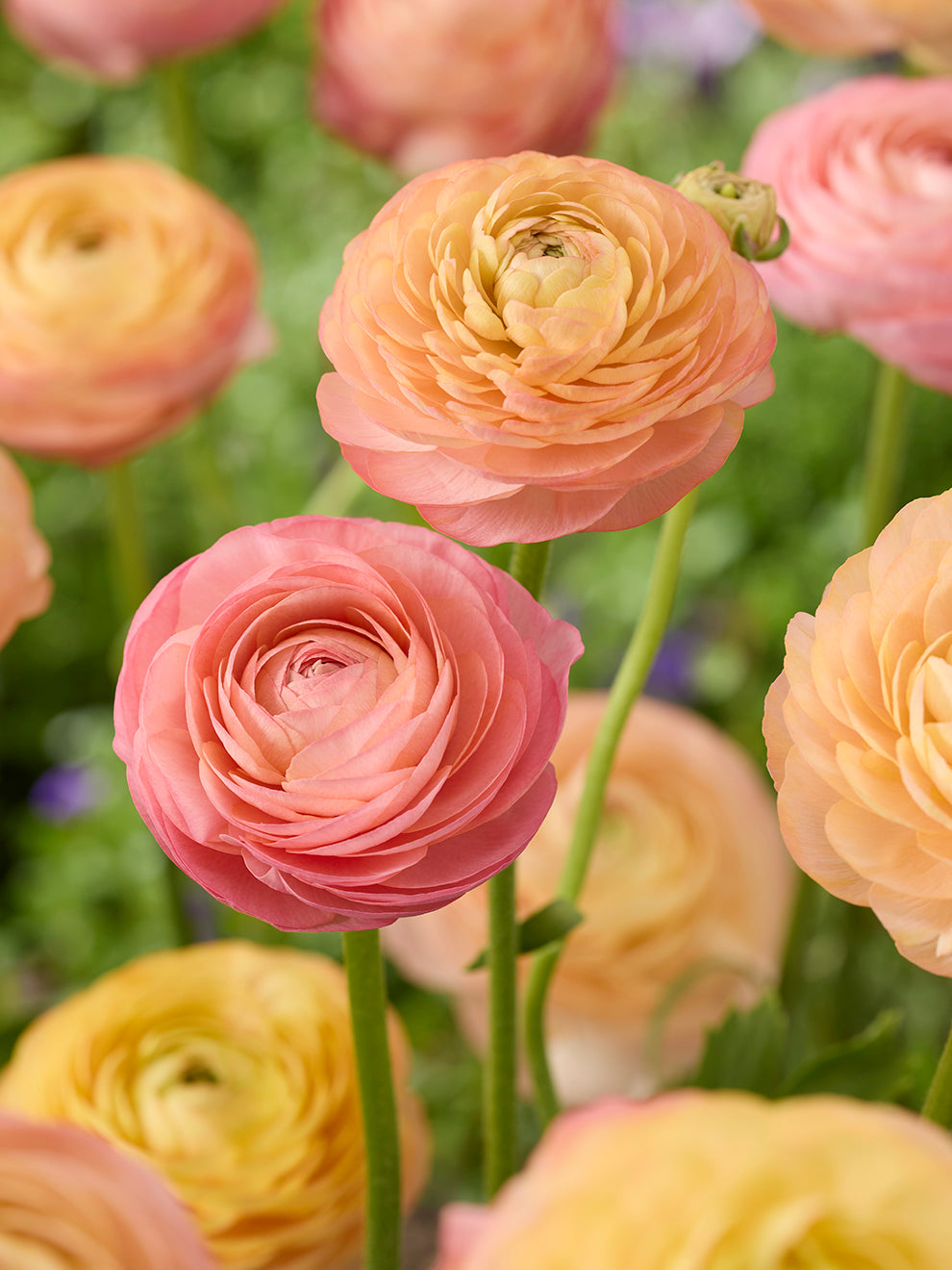 Warm Ranunculus Ranunculus Amandine Peach Salmon | Warm Peach Blooms | DutchGrown™