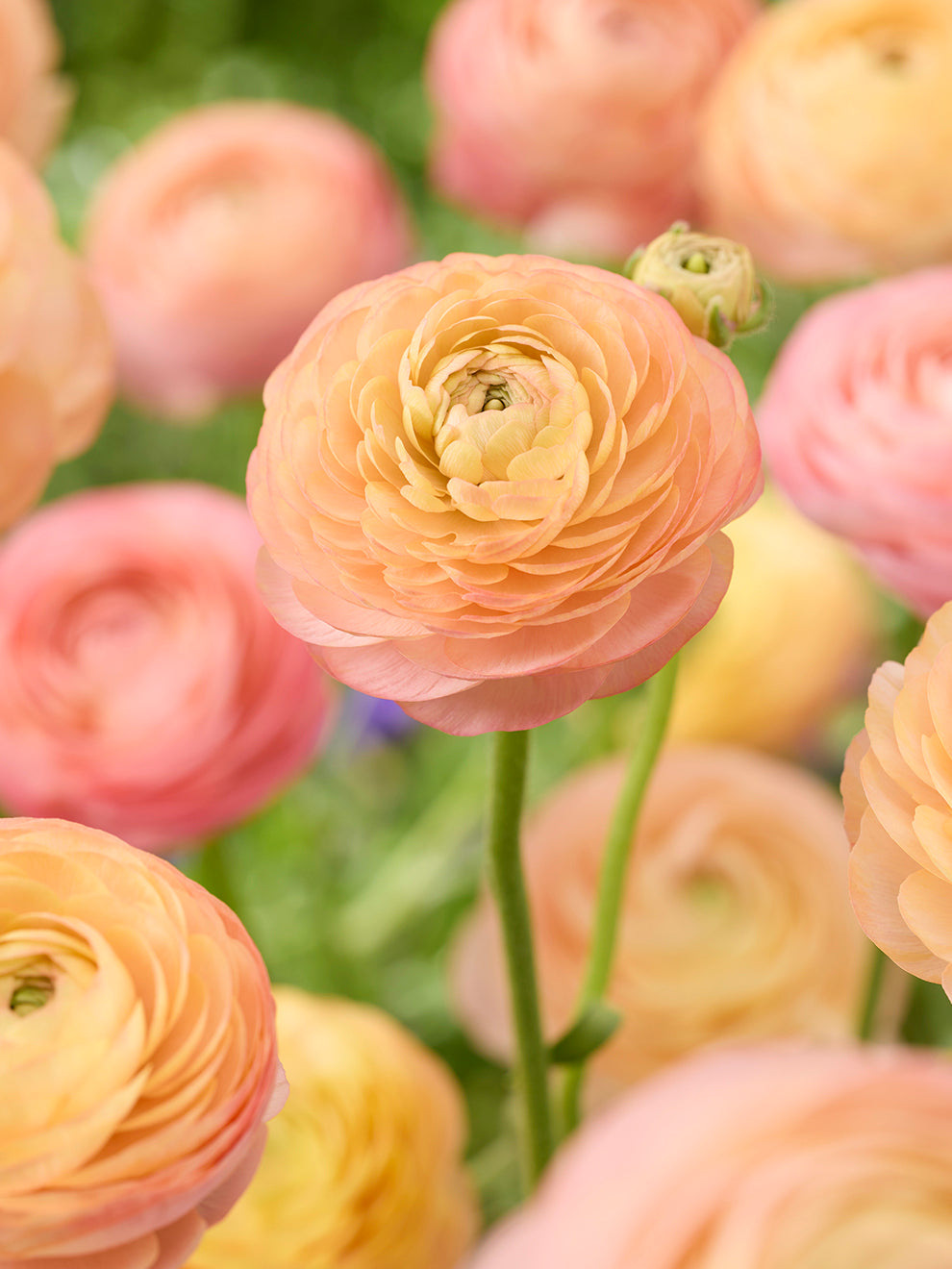 Peach Ranun Ranunculus Amandine Peach Salmon | DutchGrown™ Europe