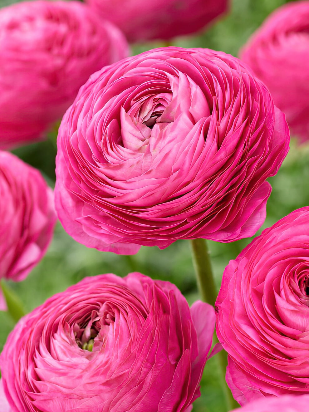 Pink Ranunculus Blue Buy Ranunculus corms and bulbs 'Amandine Pink' | DutchGrown™