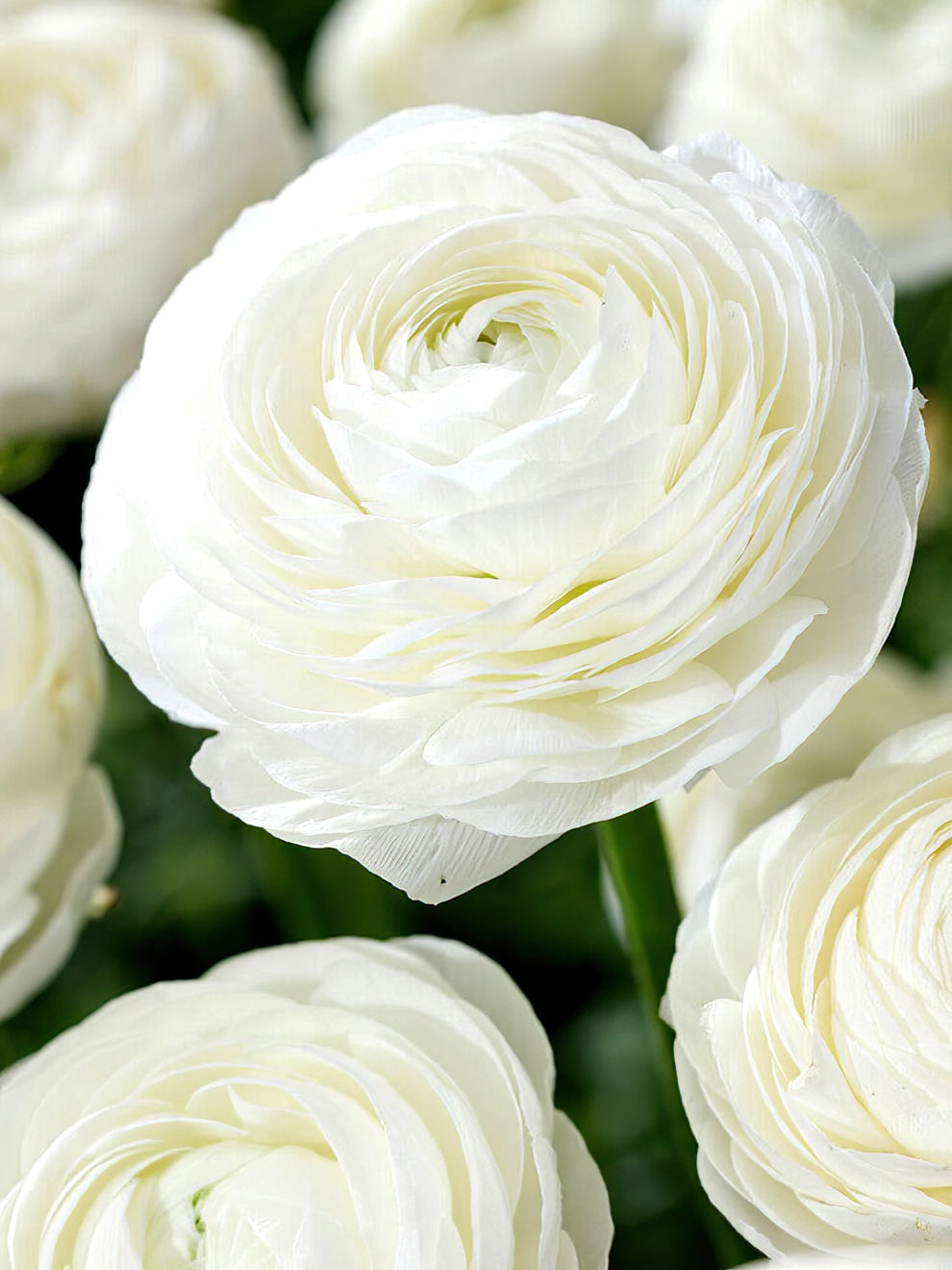 Whtie Ranunculus Buy Ranunculus corms and bulbs 'Amandine White' | DutchGrown™