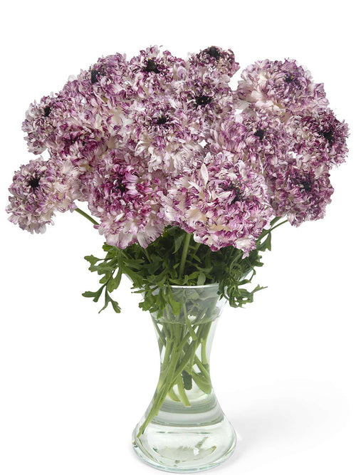 Ranunculus Brushmark Seti®, Delivery all over Europe in October