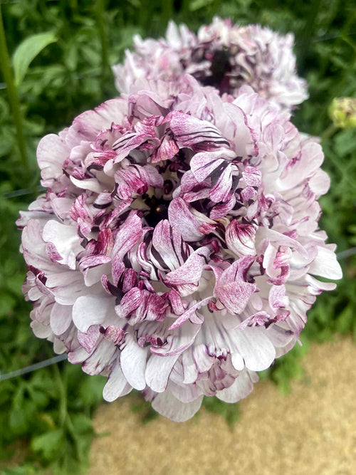 Ranunculus Brushmark Seti® Corms