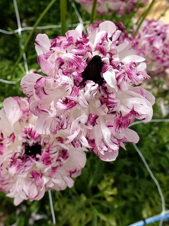 Ranunculus Brushmark Seti®