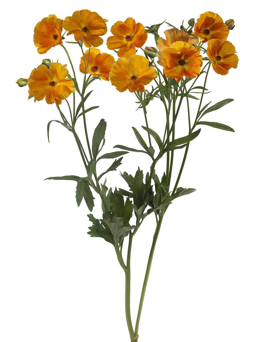 Butterfly Ranunculus Rococo Orange Ranunculus Butterfly Charis | Buy Ranunculus corms | DutchGrown™