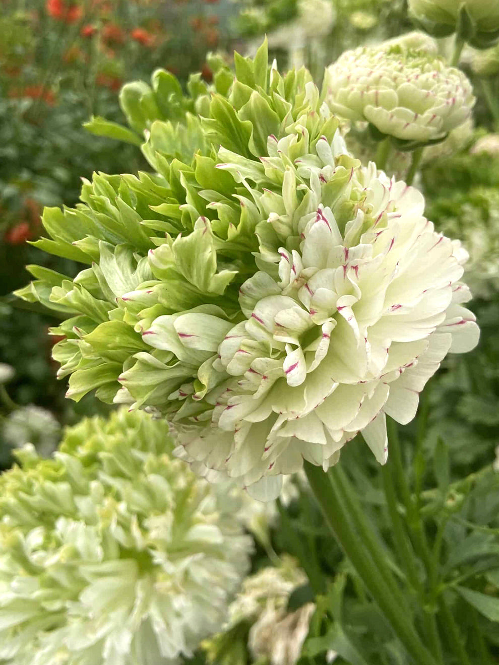 Holand Ranunculus Ranunculus Crown Giverny | Buy Ranunculus corms | DutchGrown™