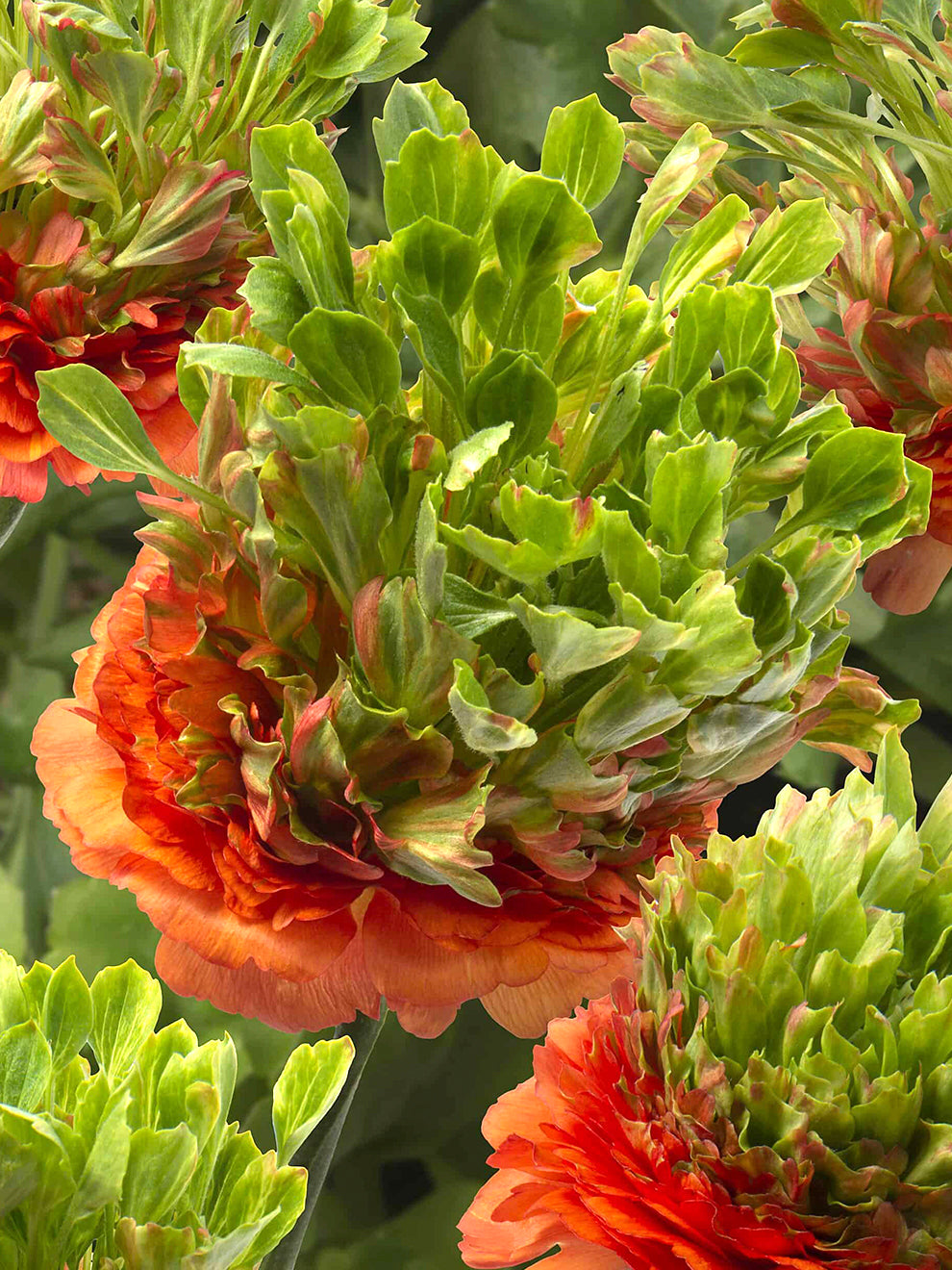 Holand Ranunculus Ranunculus Crown Nervion | Premium Spring Cut Flowers | DutchGrown™