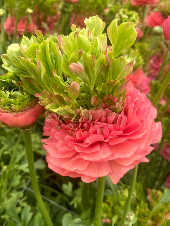Ranunculus Crown Sisteron® soft pink flowers