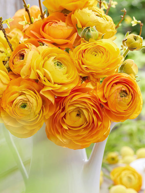 Buy orange ranunculus bulbs - Spring Shipping to EU