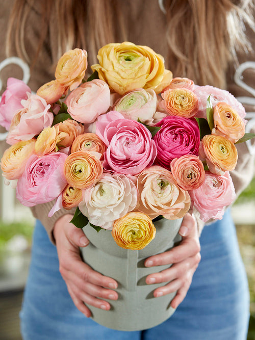 Ranunculus Pauline Pastel