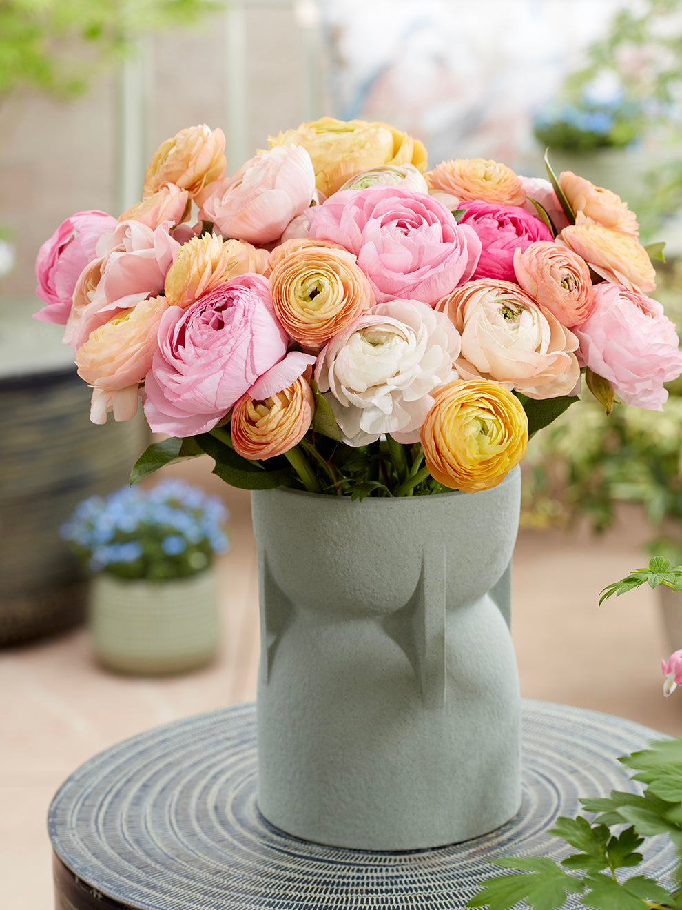 Pauline Ranunculus Ranunculus Pauline Pastel | DutchGrown™ Europe