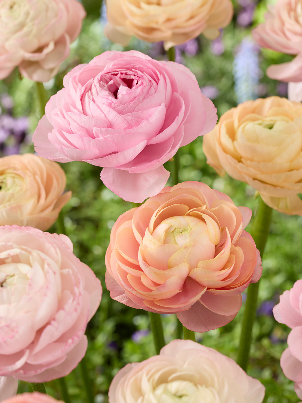 Pauline Ranunculus Ranunculus Pauline Pastel | DutchGrown™ Europe