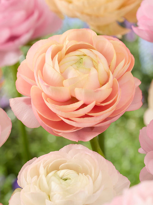 Ranunculus Pauline Pastel