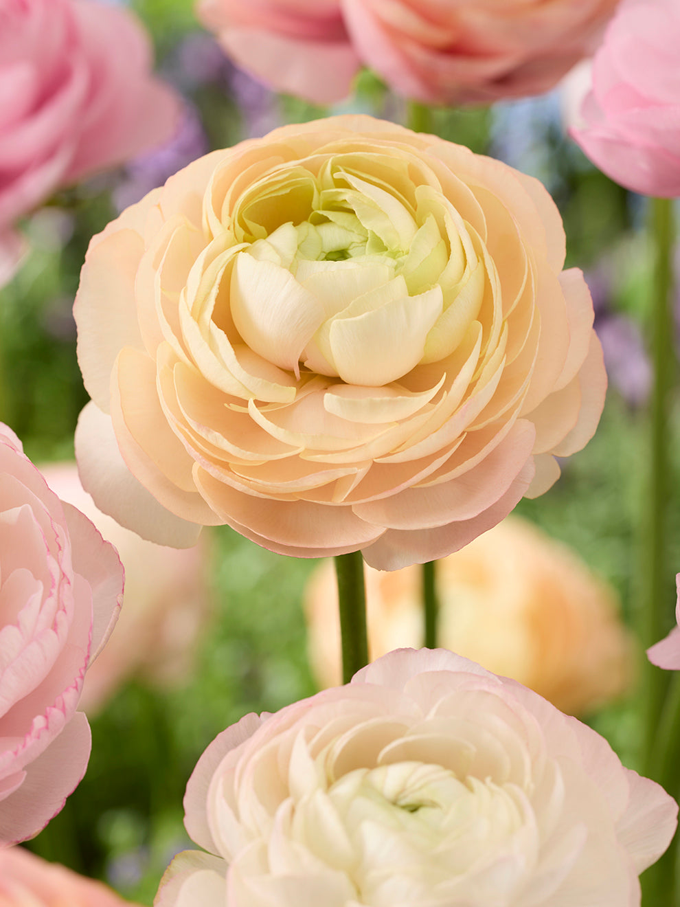 Pauline Ranunculus Ranunculus Pauline Pastel | DutchGrown™ Europe
