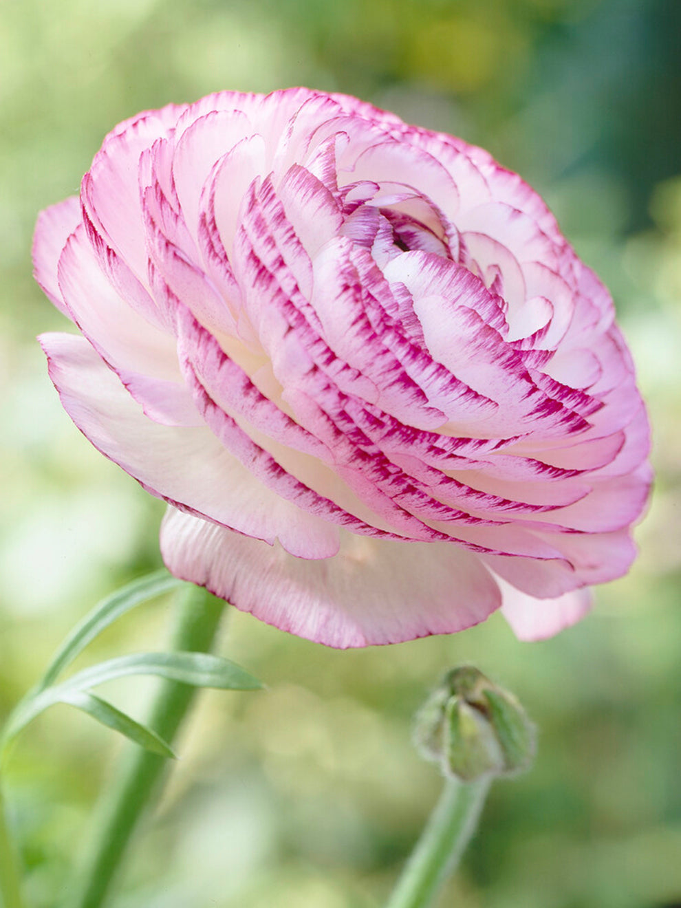 Buy Ranunculus corms and bulbs 'Pauline Pink Picotee' | DutchGrown™