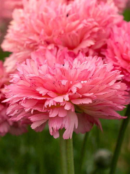 Ranunculus Poodle Ramlia