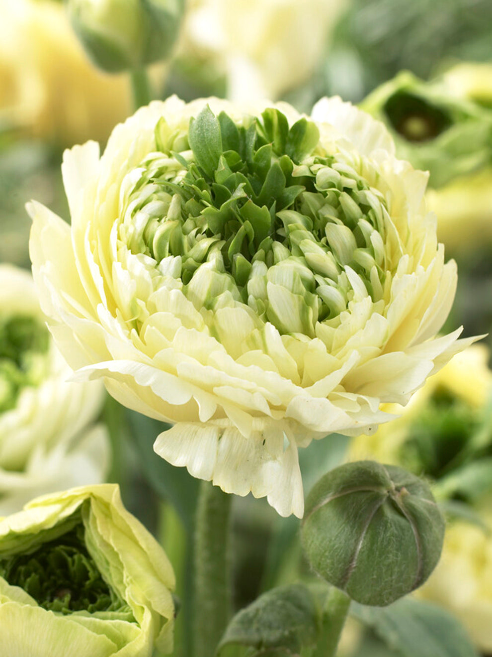 Ranunculus Reinette Cream | DutchGrown™ Europe