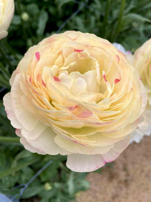 Ranunculus Romance™ Hydra