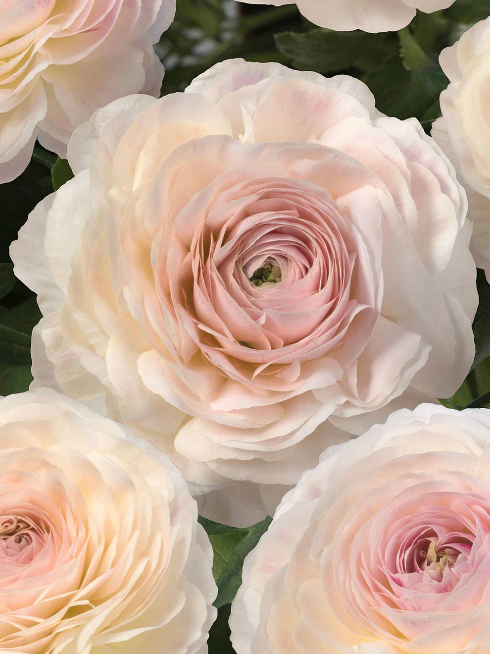 Closed Ranunculus Ranunculus Romance™ Maritime | DutchGrown™ | Unique Ranunculus Bulbs